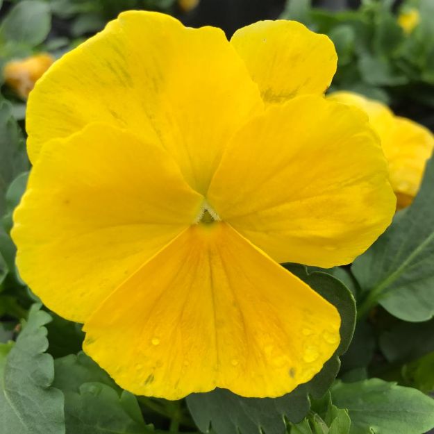 Picture of Pansy Matrix Yellow 6 inch