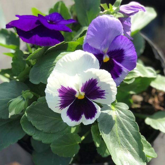Picture of Pansy Matrix Ocean Breeze Mix 6 inch
