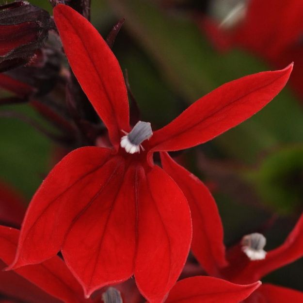 Picture of Lobelia 'Starship Scarlet' #4Q