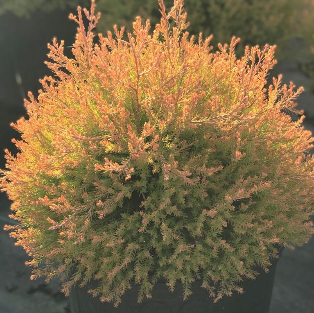 Picture of Thuja occidentalis Fire Chief™ PP19009 #3