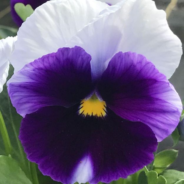 Picture of Pansy Matrix Beaconsfield 6 inch