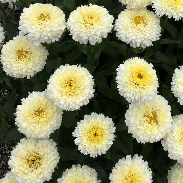 Picture of Leucanthemum x superbum 'Luna' PP27037 #4Q