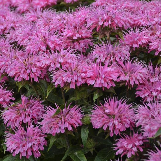Picture of Monarda 'Bubblegum Blast' PP27497 #4Q