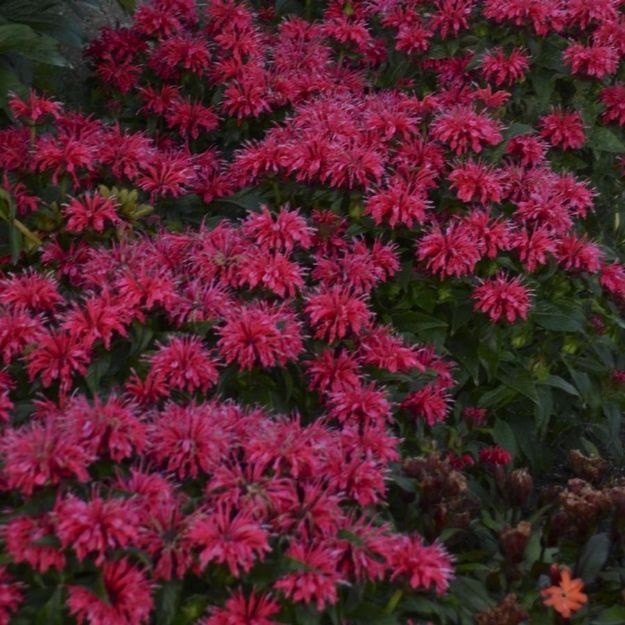 Picture of Monarda 'Cherry Pops' PP27618 #4Q