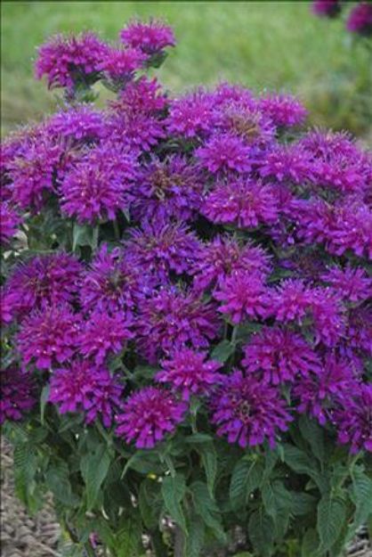 Picture of Monarda 'Grape Gumball' PP27498 #4Q