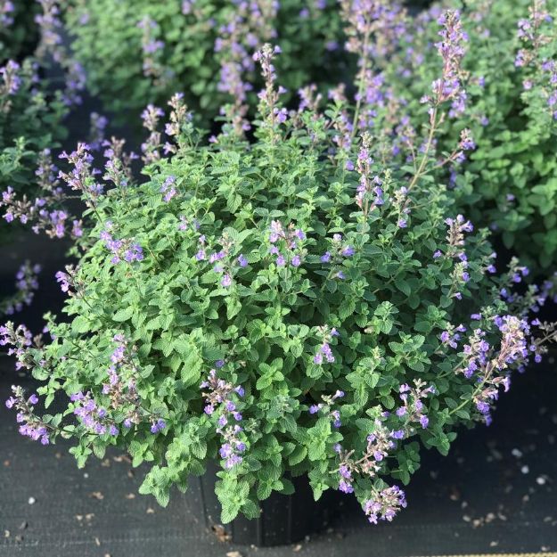 Picture of Nepeta 'Purrsian Blue' PP24788 #4Q