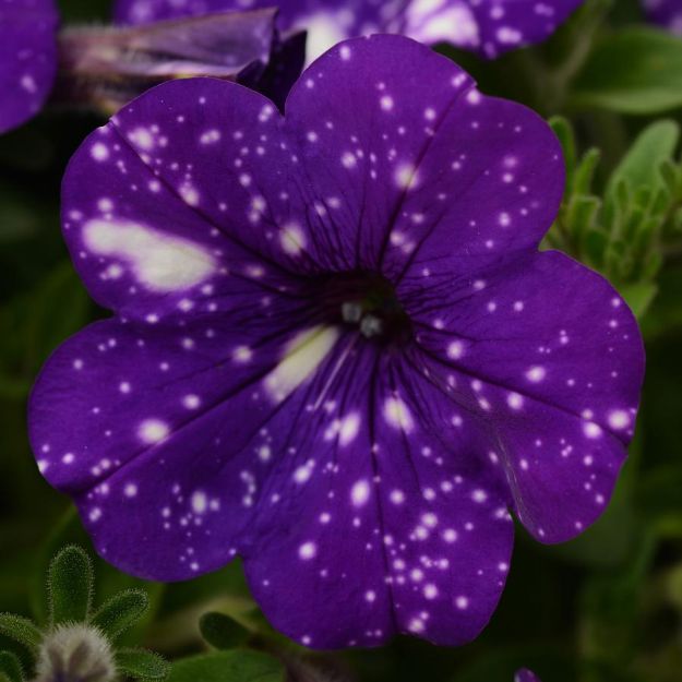 Picture of Petunia Headliner™ Night Sky® PP27237 4.5" (10/flat)