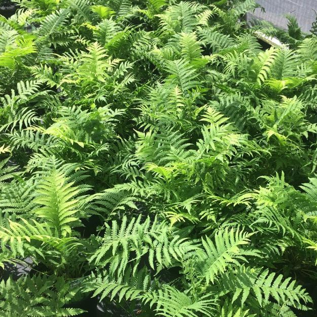 Picture of Matteuccia struthiopteris 'The King' #4Q