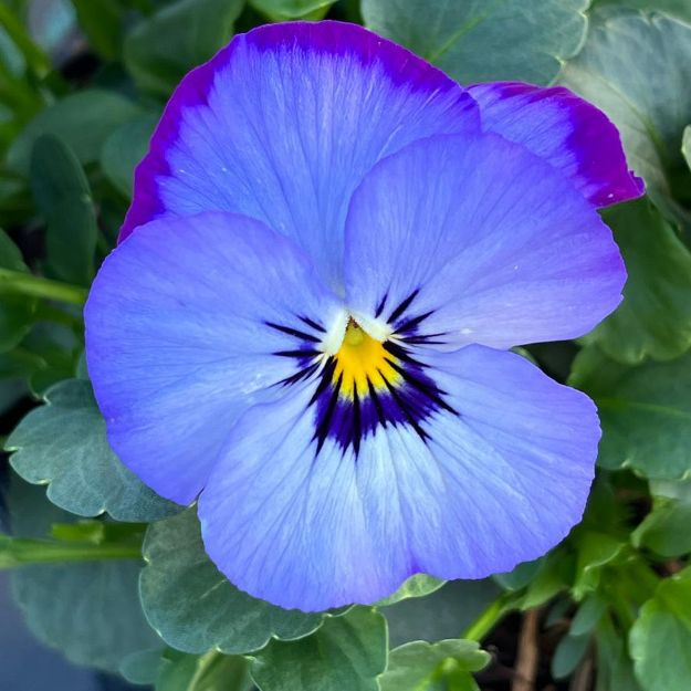 Picture of Viola ColorMax Icy Blue 6 inch
