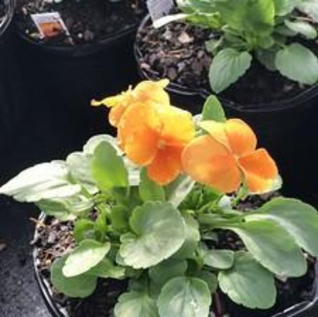 Picture of Viola ColorMax Orange 6 inch