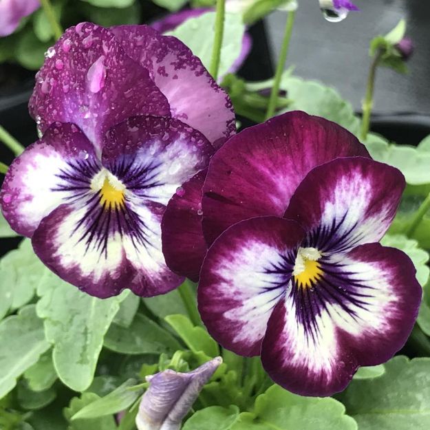 Picture of Viola ColorMax Purple Glow 6 inch