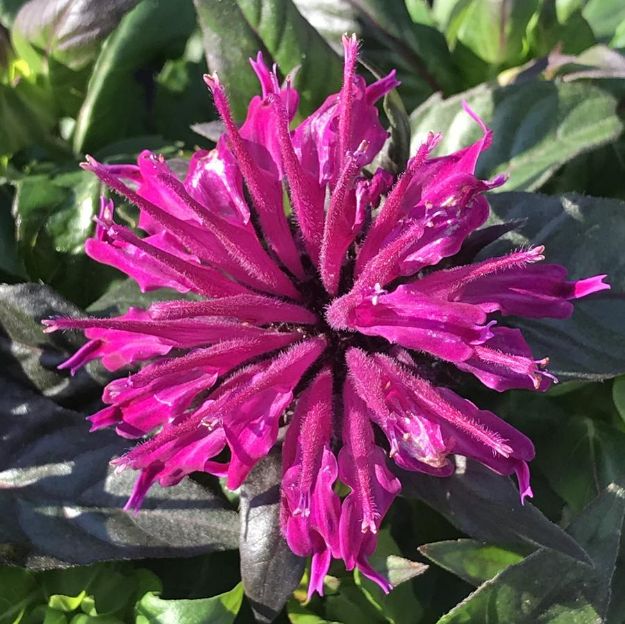 Picture of Monarda 'Rockin' Raspberry' PP28752 #4Q