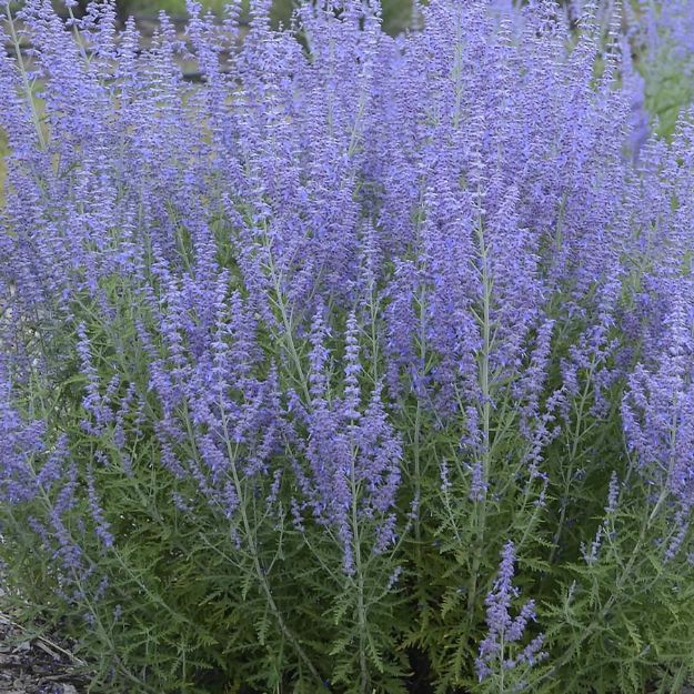 Picture of Perovskia atriplicifolia 'Blue Jean Baby' PP29281 #4Q