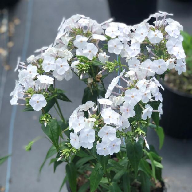 Picture of Phlox 'Fashionably Early Crystal' PP28679 #4Q