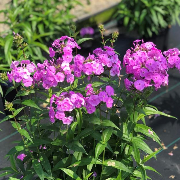Picture of Phlox 'Fashionably Early Flamingo' PP29911 #4Q