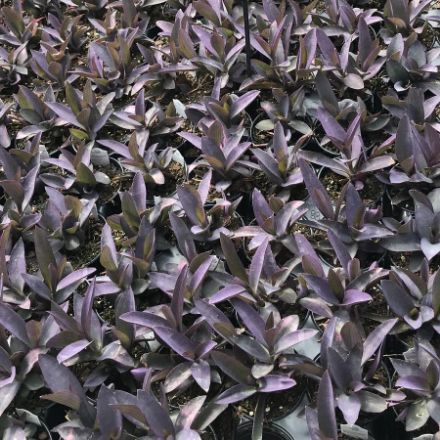Show details for Setcreasea 'Purple Queen' 4.5" (10/flat) Picture of Setcreasea 'Purple Queen' 4.5" (10/flat)