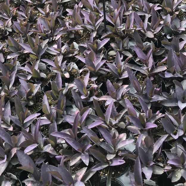 Picture of Setcreasea 'Purple Queen' 4.5" (10/flat)