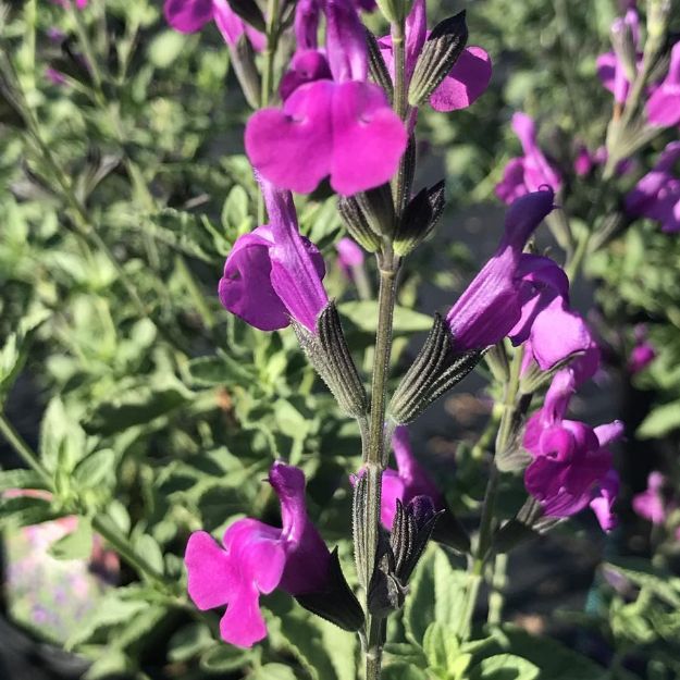 Picture of Salvia x greggii Arctic Blaze® Purple PP28717 #4Q