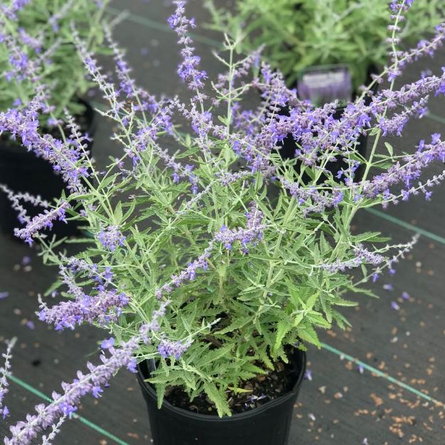 Picture of Perovskia atriplicifolia 'Crazy Blue' PP25639 #4Q