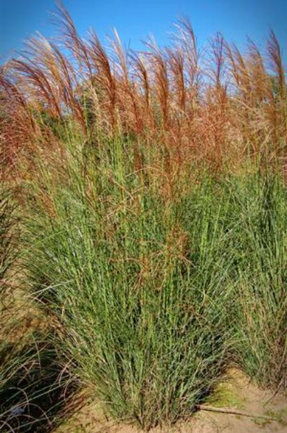 Picture of Miscanthus sinensis 'Scout' PP30402 #4Q