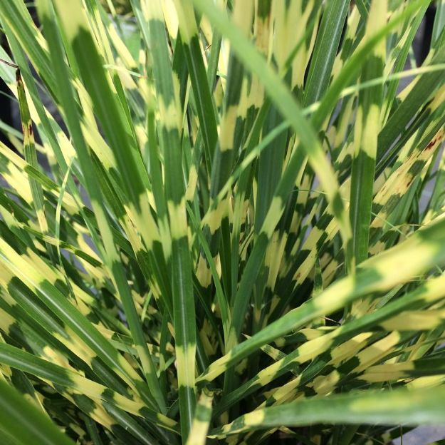 Picture of Miscanthus sinensis 'Bandwidth' PP29460 #3