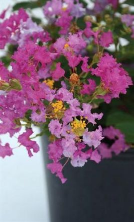 Show details for Lagerstroemia indica Bellini® Grape PP28975 #3 Picture of Lagerstroemia indica Bellini® Grape PP28975 #3