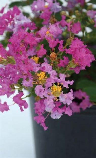 Picture of Lagerstroemia indica Bellini® Grape PP28975 #3