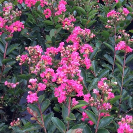 Show details for Lagerstroemia indica Bellini® Raspberry PP29006 #3 Picture of Lagerstroemia indica Bellini® Raspberry PP29006 #3