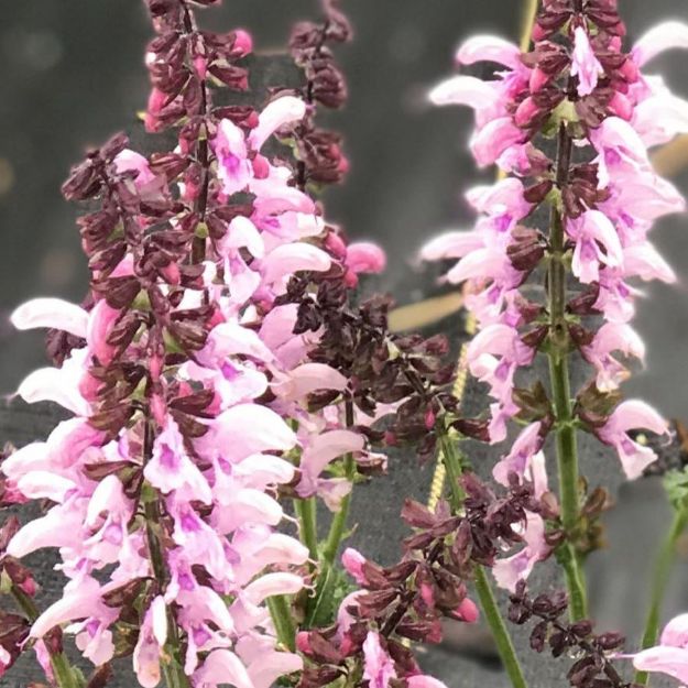 Picture of Salvia Fashionista® 'Ballerina Pink' PP29957 4 quart