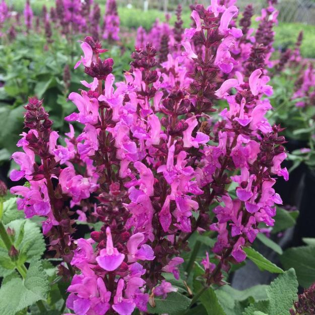 Picture of Salvia nemerosa 'Rose Marvel' PP30118 #4Q