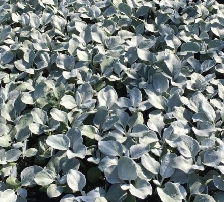 Show details for Senecio Angel Wings® PP28830 4.5" (10/flat) Picture of Senecio Angel Wings® PP28830 4.5" (10/flat)