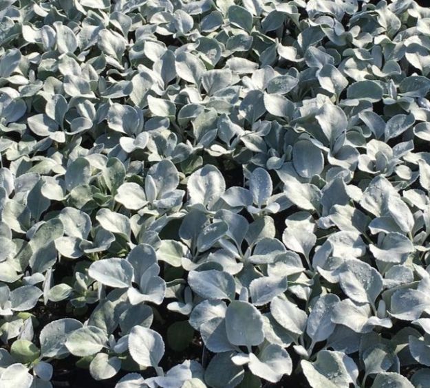 Picture of Senecio Angel Wings® PP28830 4.5" (10/flat)