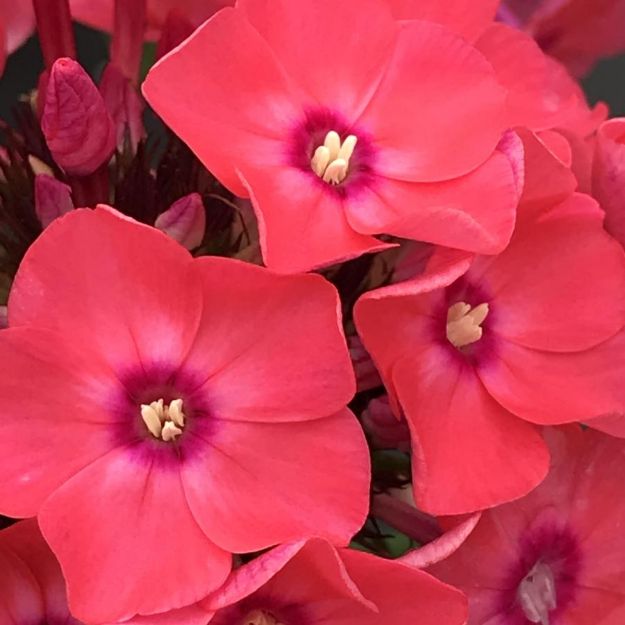 Picture of Phlox paniculata 'Glamour Girl' PP25778 #4Q