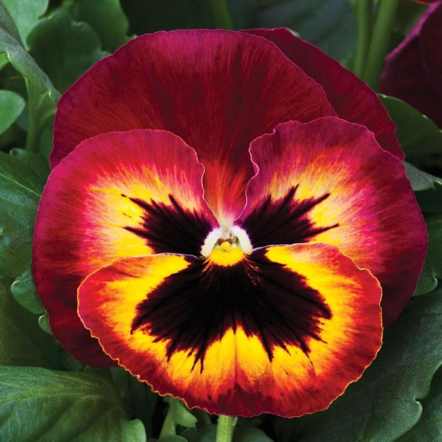 Picture of Pansy Mammoth Sangria Punch 6 inch