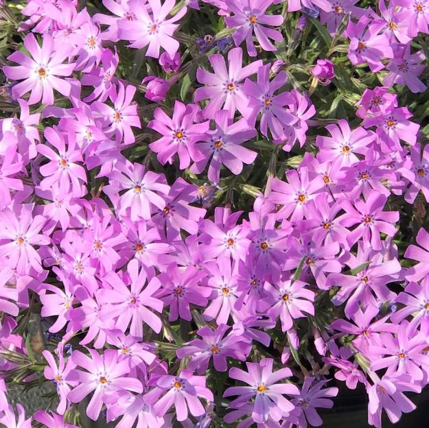 Picture of Phlox 'Bedazzled Lavender' PP31168 #4Q