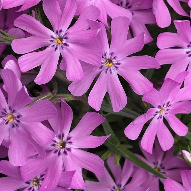 Picture of Phlox 'Bedazzled Pink' PP32063 #4Q