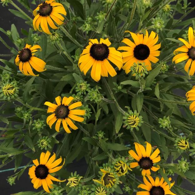Picture of Rudbeckia fulgida 'American Gold Rush' PP28498 #4Q