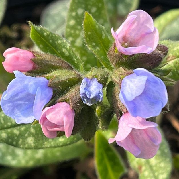Picture of Pulmonaria 'Twinkle Toes' PP30258 #4Q