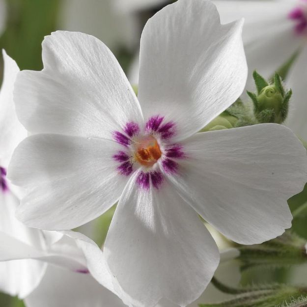 Picture of Phlox subulata 'Amazing Grace' #4Q