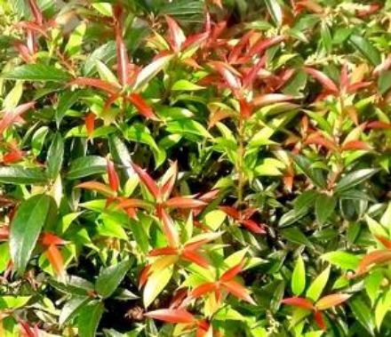 Show details for Leucothoe axillaris 'ReJoyce' PP30821 #3 Picture of Leucothoe axillaris 'ReJoyce' PP30821 #3