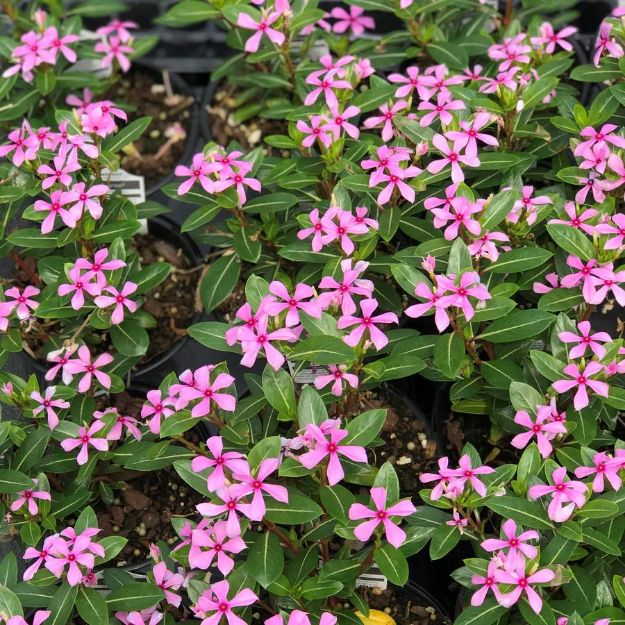 Picture of Vinca Soiree Kawaii® Light Purple PP30741 4.5" (10/flat)