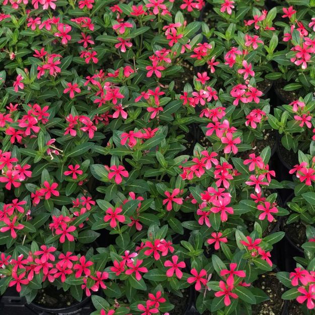 Picture of Vinca Soiree Kawaii® Red PP30767 4.5" (10/flat)