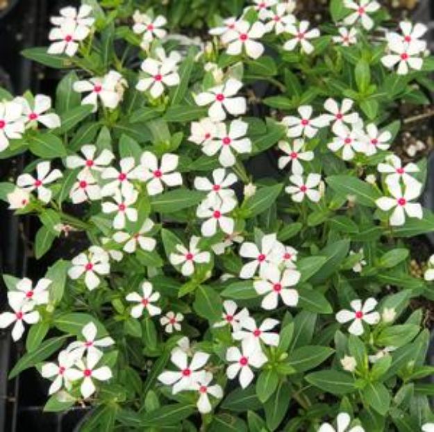Picture of Vinca Soiree Kawaii® White Peppermint PP30309 4.5" (10/flat)