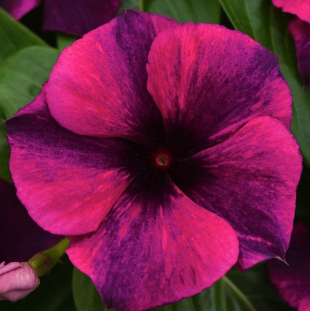 Picture of Vinca Tattoo™ Black Cherry 4.5" (10/flat)