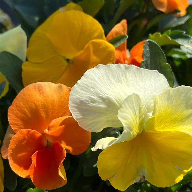 Picture of Viola ColorMax Citrus Mix 6 inch