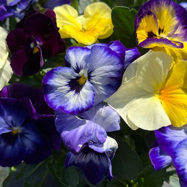 Picture of Viola ColorMax Lemonberry Pie Mix 6 inch