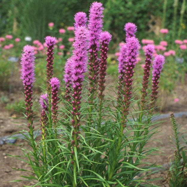 Picture of Liatris spicata 'Kobold' #3QAB (6/flat)