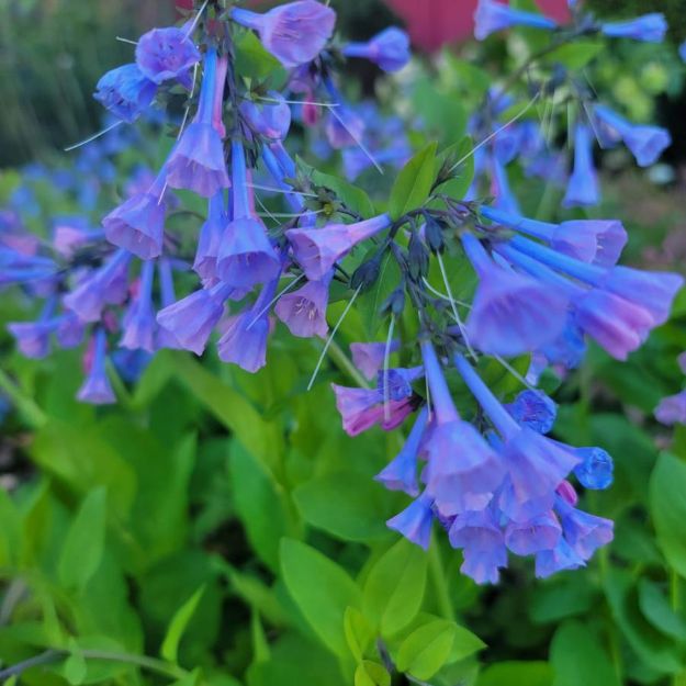 Picture of Mertensia virginica #3QAB (6/flat)