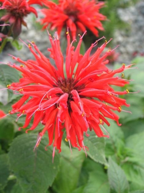 Picture of Monarda 'Gardenview Scarlet' #3QAB (6/flat)