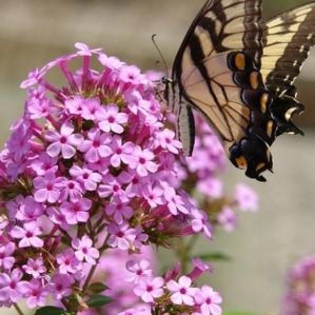 Picture of Phlox paniculata 'Jeana' #3QAB (6/flat)